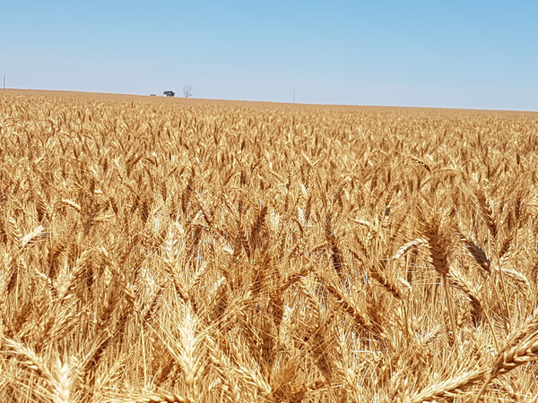 Grain Imports on the cards as Drought Drives Up Prices and Crop Forecasts Slashed
