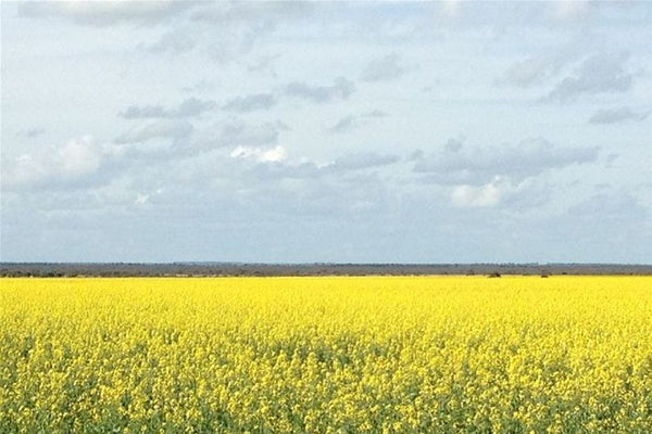 Global canola prices expected to fall as supplies of oilseeds rise