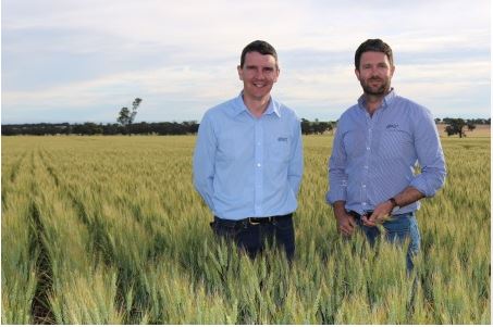 New early-season wheat variety released